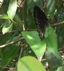 Euploea doubledayi doubledayi