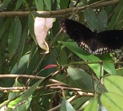 Euploea doubledayi doubledayi