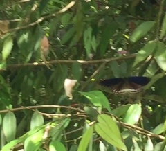 Euploea doubledayi doubledayi