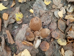 Coprinopsis atramentaria