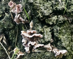 Chondrostereum purpureum