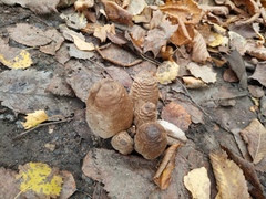 Coprinopsis atramentaria