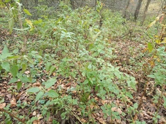 Urtica dioica