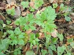 Ranunculus repens