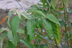 Solanum paniculatum