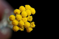 Helichrysum aureonitens