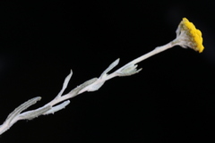 Helichrysum aureonitens