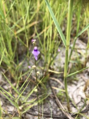 Utricularia caerulea