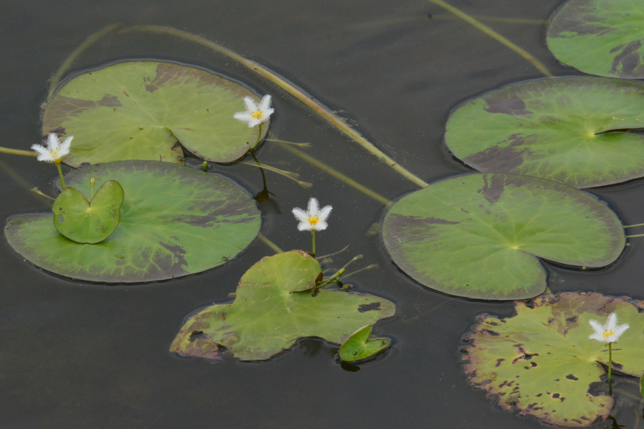 Nymphoides humboldtiana