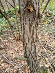 Salix