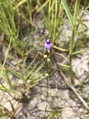 Utricularia caerulea