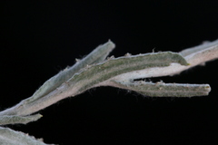 Helichrysum aureonitens