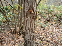 Salix