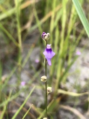 Utricularia caerulea