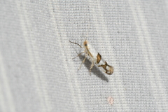 Argyresthia oreasella