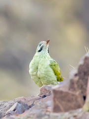 Picus vaillantii