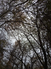 Salix