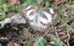 Appias libythea olferna