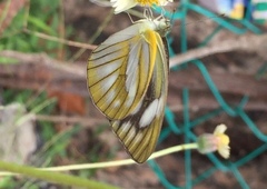 Appias libythea olferna