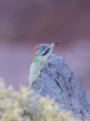 Picus vaillantii