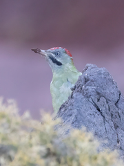 Picus vaillantii