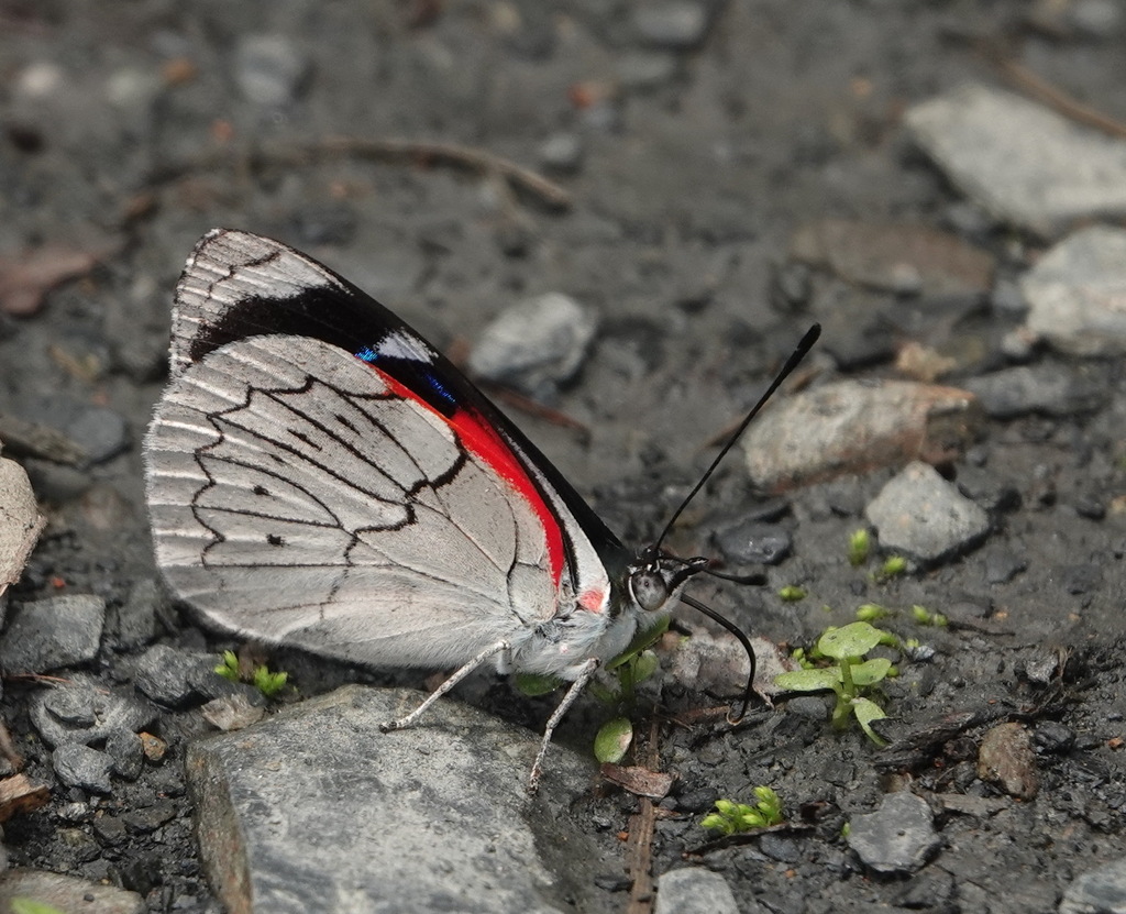 Perisama jurinei