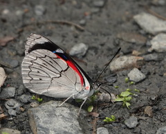 Perisama dorbignyi jurinei