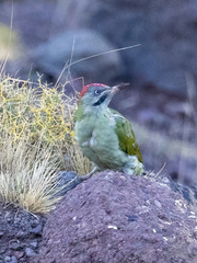 Picus vaillantii