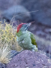 Picus vaillantii