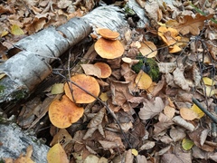 Cortinarius triumphans