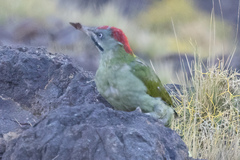 Picus vaillantii