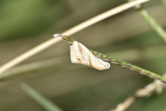 Eublemma cochylioides