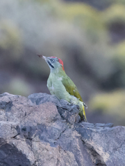 Picus vaillantii