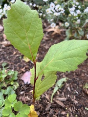 Platanus occidentalis