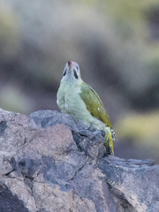 Picus vaillantii