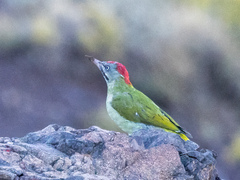 Picus vaillantii