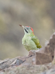 Picus vaillantii