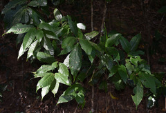 Macaranga subdentata