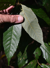 Macaranga subdentata