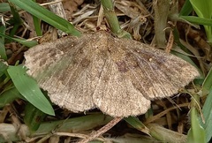 Calesia xanthognatha