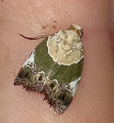 Hypercodia wheeleri