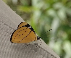 Perisama tringa tringa