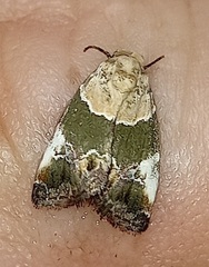 Hypercodia wheeleri