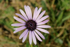 Dimorphotheca spectabilis