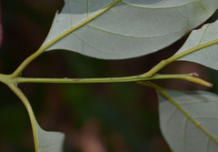 Cryptocarya vulgaris