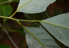 Cryptocarya vulgaris