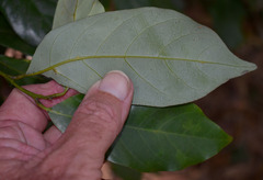 Cryptocarya vulgaris