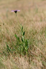 Dimorphotheca spectabilis