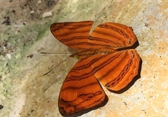 Chersonesia rahria