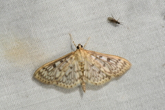 Herpetogramma aquilonalis